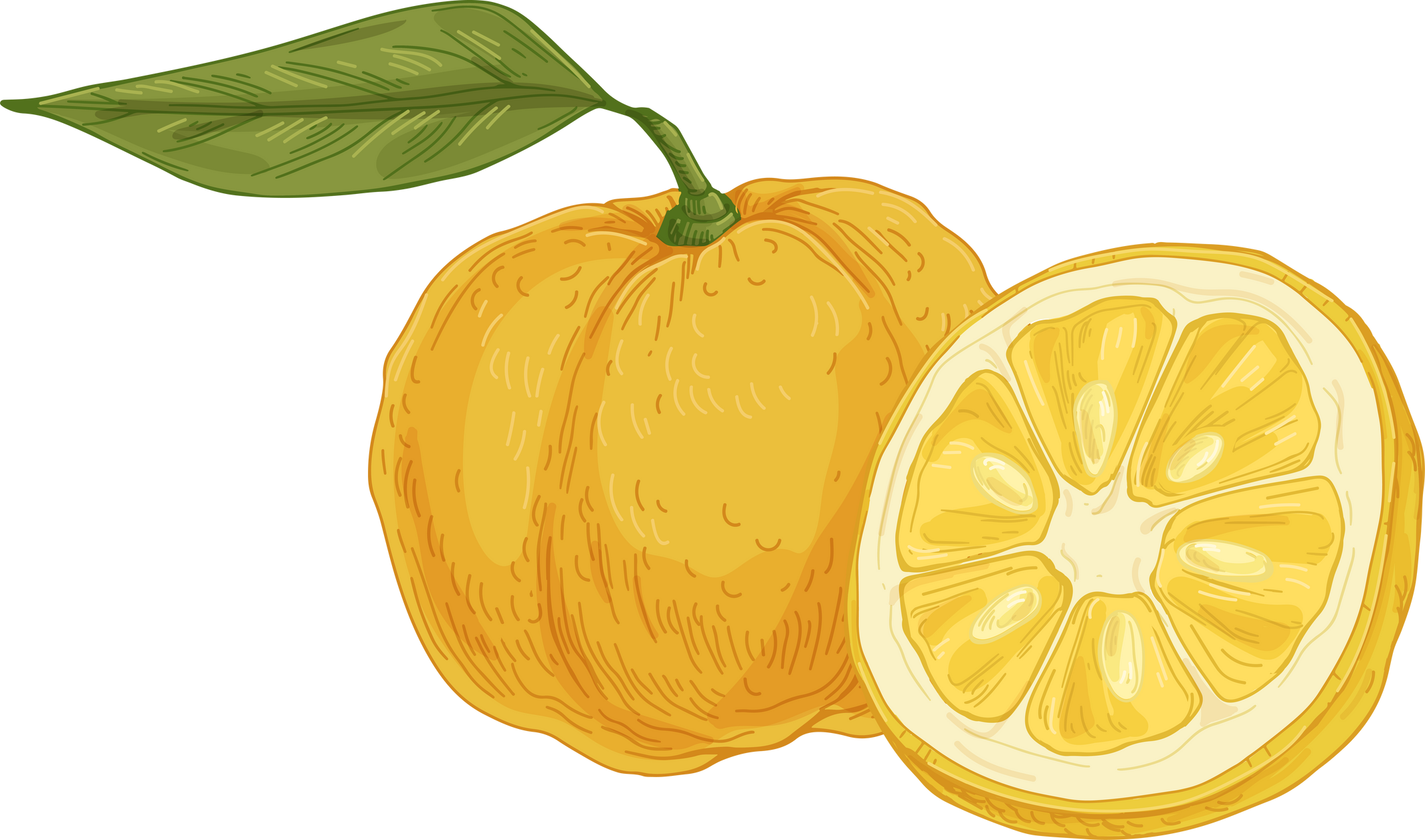 Yuzu Citrus Fruit Illustration 